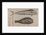 Dolphinfish and combfish by Unknown
