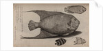 Various fish specimens by Unknown