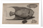 Various fish specimens by Unknown