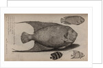 Various fish specimens by Unknown