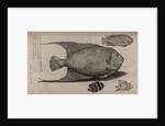 Various fish specimens by Unknown