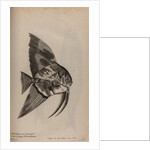 ‘Sea Batt’ by Unknown