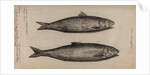 Herring by Unknown