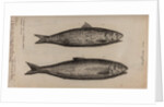 Herring by Unknown