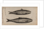 Herring by Unknown