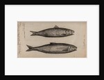 Herring by Unknown