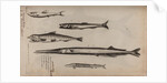 Various fish specimens by Unknown