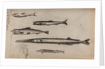 Various fish specimens by Unknown