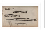 Various fish specimens by Unknown