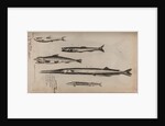 Various fish specimens by Unknown