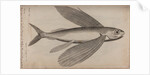 Flying fish by Unknown