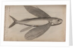 Flying fish by Unknown