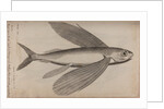 Flying fish by Unknown