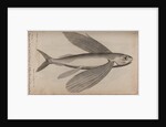 Flying fish by Unknown