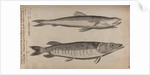 Lizardfish and pike by Unknown