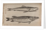 Lizardfish and pike by Unknown