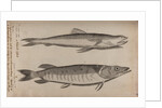 Lizardfish and pike by Unknown