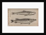 Lizardfish and pike by Unknown