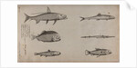 Various fish specimens by Unknown