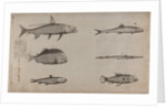 Various fish specimens by Unknown