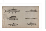 Various fish specimens by Unknown