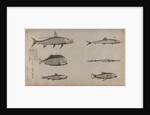 Various fish specimens by Unknown