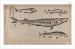 Various fish specimens by Unknown