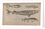Various fish specimens by Unknown