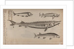 Various fish specimens by Unknown