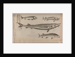 Various fish specimens by Unknown