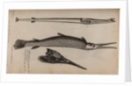 Needlefish and garfish by Unknown