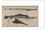 Needlefish and garfish by Unknown