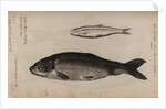 Greyling and carp by Unknown