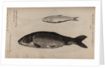 Greyling and carp by Unknown