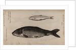 Greyling and carp by Unknown