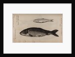 Greyling and carp by Unknown