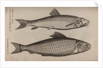 Barbel and carp by Unknown