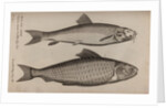 Barbel and carp by Unknown