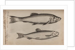 Bleak and chub by Unknown