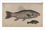 Tench by Unknown