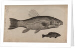 Tench by Unknown