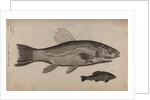 Tench by Unknown