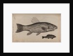 Tench by Unknown