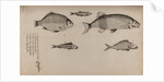 Various fish specimens by Unknown