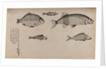 Various fish specimens by Unknown