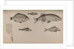 Various fish specimens by Unknown