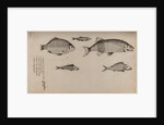 Various fish specimens by Unknown