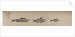 Various fish specimens by Unknown