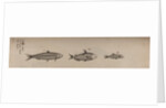 Various fish specimens by Unknown