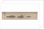 Various fish specimens by Unknown